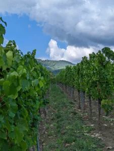 αμπελοκαλλιέργεια