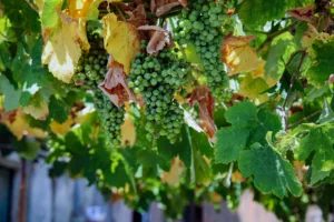 Μοσχάτο Σάμου