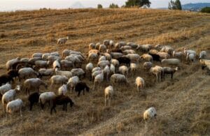 Ευλογιά Αιγοπροβάτων
