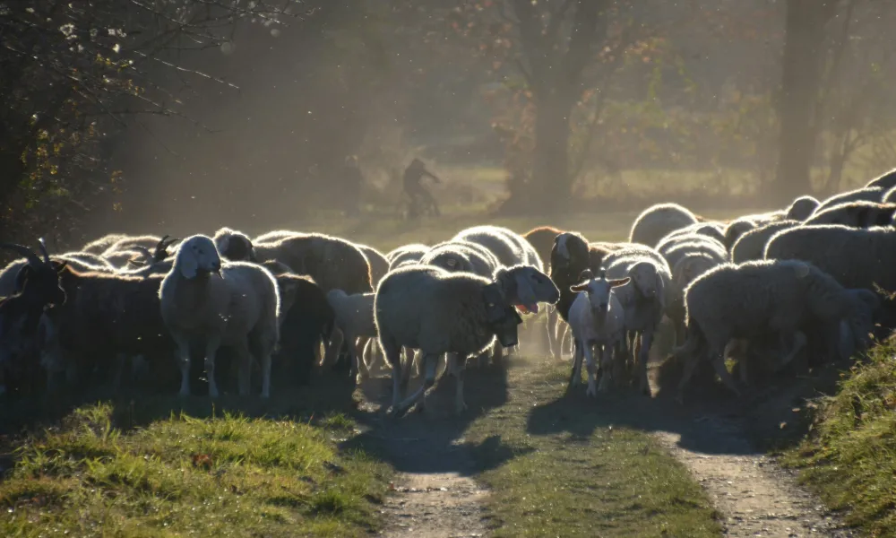 Ευλογιά και ΟΠΕΚΕΠΕ θερίζουν την αγροτική Ελλάδα