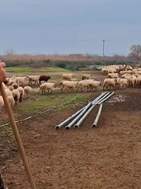 Θεολόγου Κωνσταντίνος