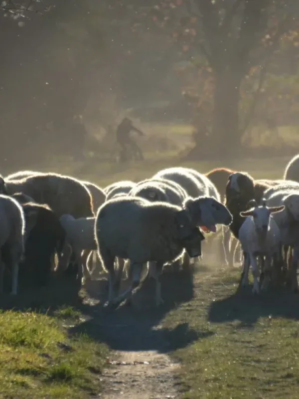 ΟΠΕΚΕΠΕ και ευλογιά