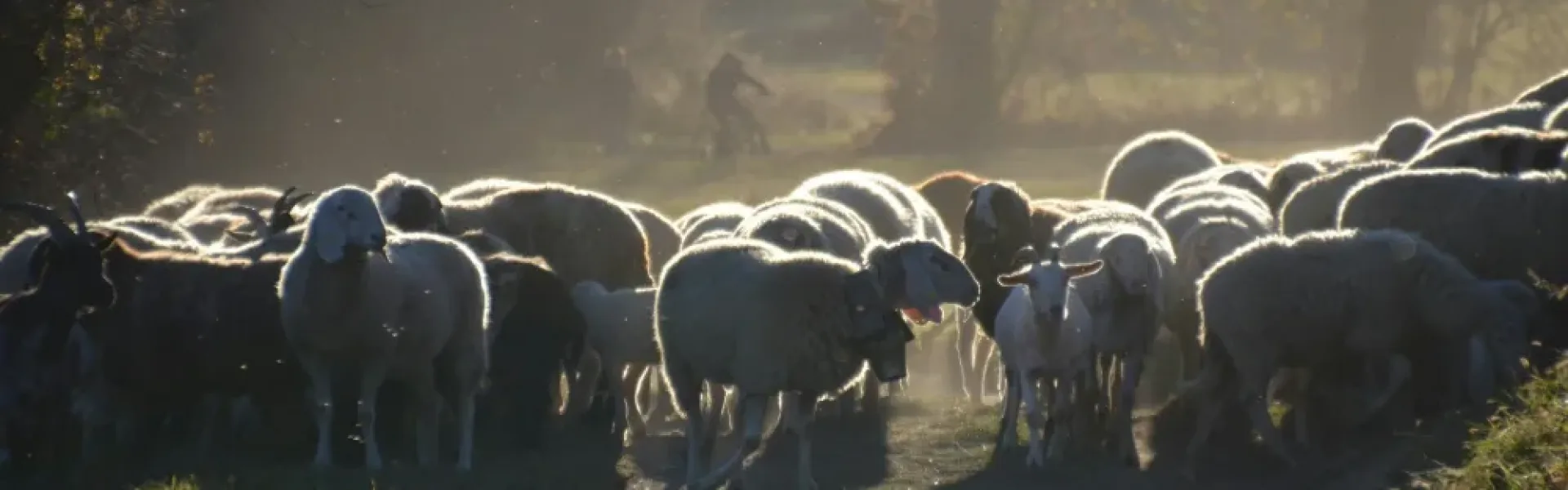 ΟΠΕΚΕΠΕ και ευλογιά