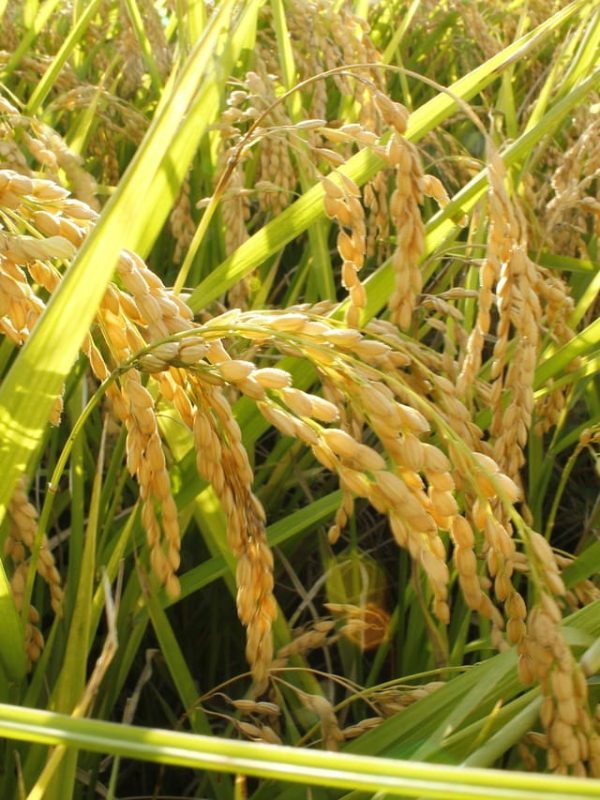 Ελλάδα Ρύζι