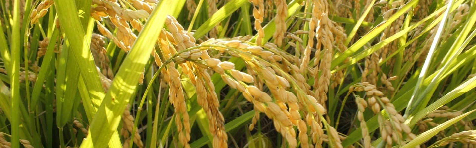 Ελλάδα Ρύζι